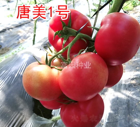 唐美1號(hào)-番茄種子-富園種業(yè)