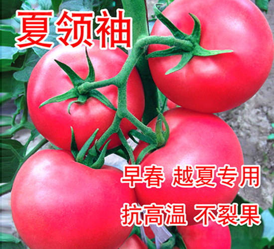 夏領袖-番茄種子-富園種業(yè)