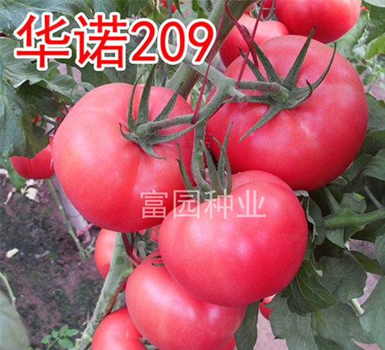 華諾209-番茄種子-富園種業(yè)