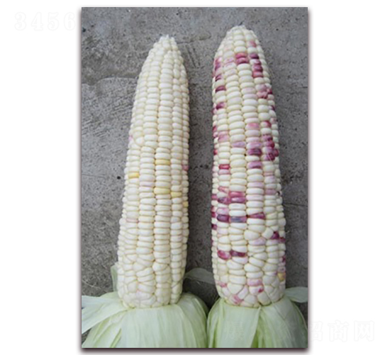 蘇玉糯203-糯玉米種子-長(zhǎng)江種子