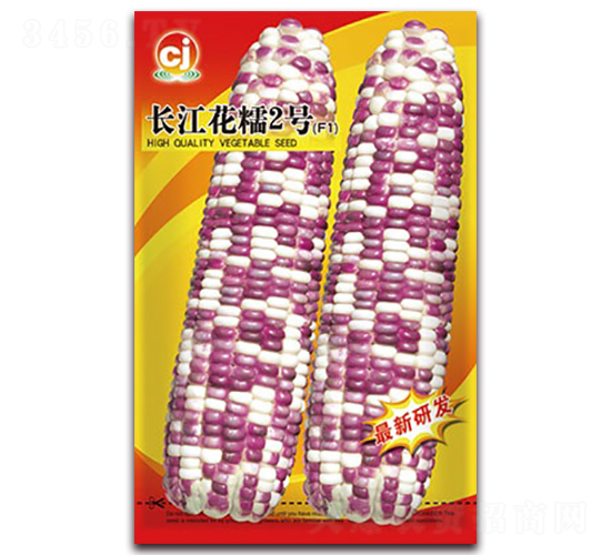 長江花糯2號(hào)-糯玉米種子-長江種子