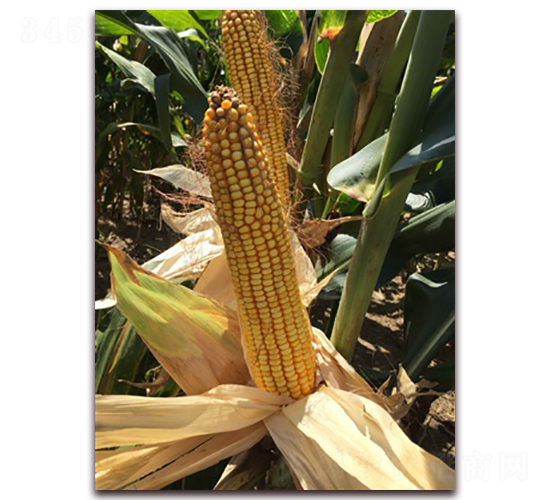 長江九號-玉米種子-長江種子