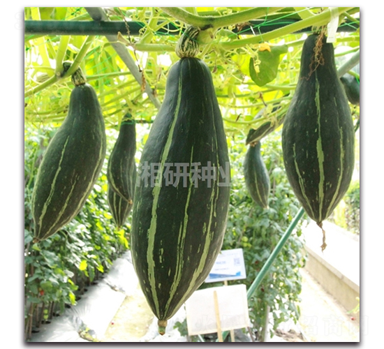 ���-�ϹϷN��-���зN�I(y��)