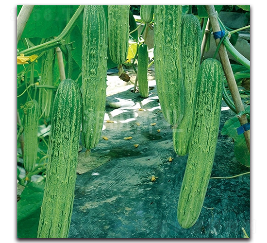 白麓五號(hào)-黃瓜種子-湘研種業(yè)