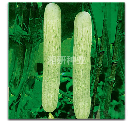 ��@һ̖-�S�ϷN��-���зN�I(y��)