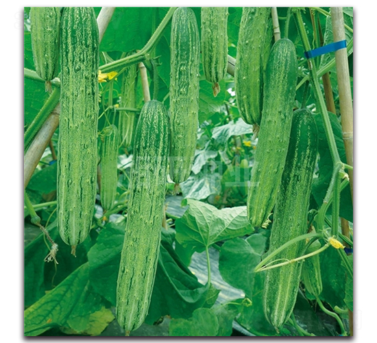 白麓三號(hào)-黃瓜種子-湘研種業(yè)