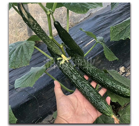 ����801-�S�ϷN��-���зN�I(y��)