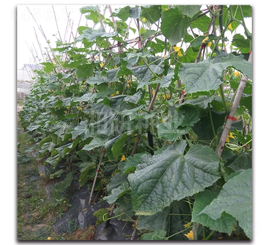 ������̖(h��o)-�S�ϷN��-���зN�I(y��)