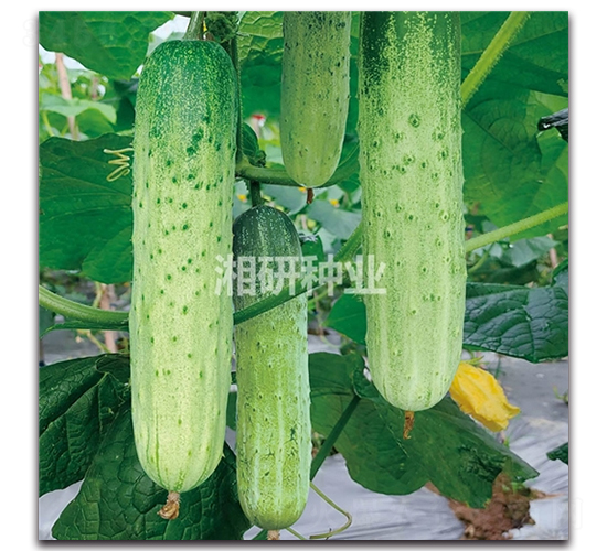 ��´��̖(h��o)-�S�ϷN��-���зN�I(y��)