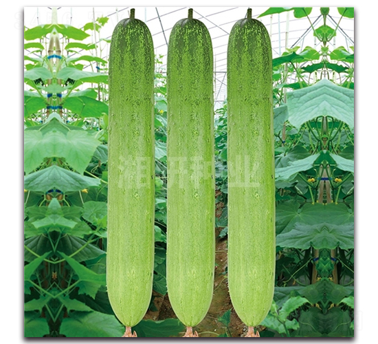 湘園813-黃瓜種子-湘研種業(yè)