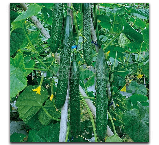 ����803-�S�ϷN��-���зN�I(y��)