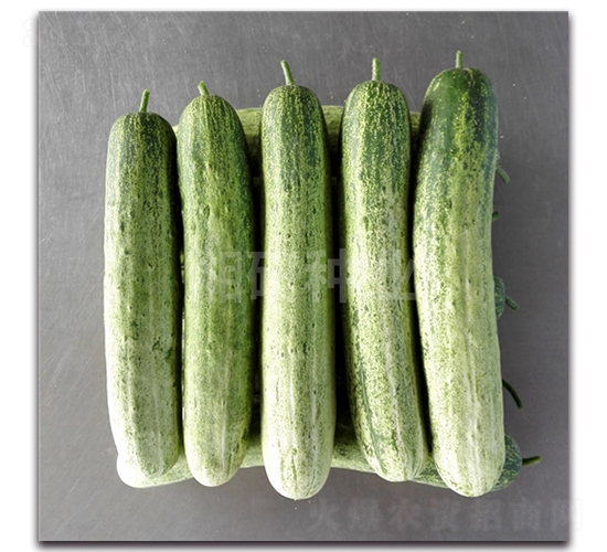 ��@����-�S�ϷN��-���зN�I(y��)