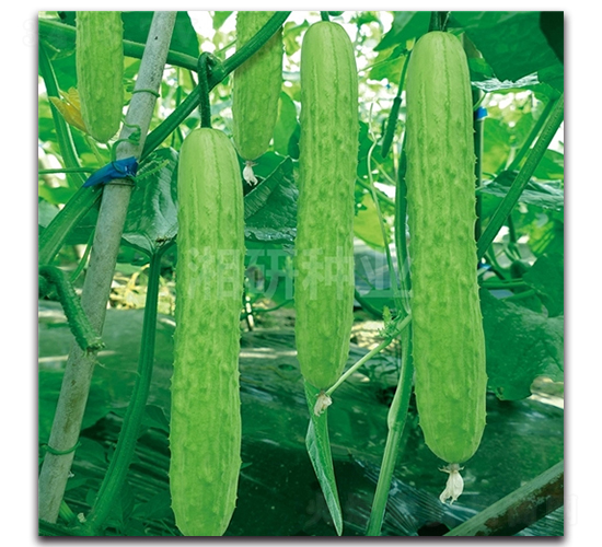 ��@850-�S�ϷN��-���зN�I(y��)