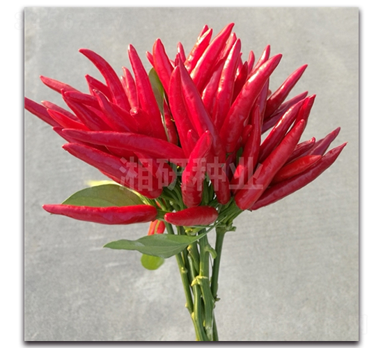 ����-���콷�N��-���зN�I(y��)