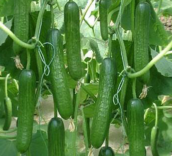 ���᠖F1-�S�ϷN��-Ψ�r(n��ng)�N�I(y��)