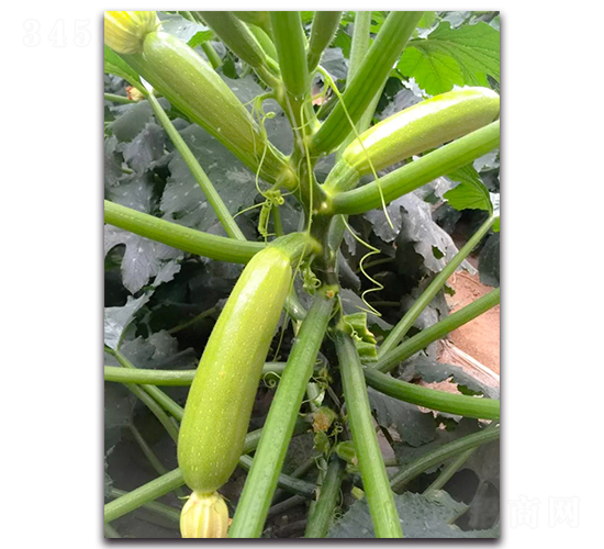 �ľGһ̖F1-�����J�N��-Ψ�r(n��ng)�N�I(y��)