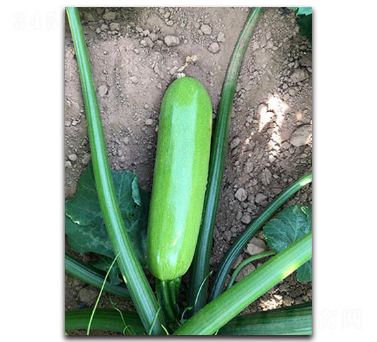 ��һ̖(h��o)F1-�����J�N��-Ψ�r(n��ng)�N�I(y��)