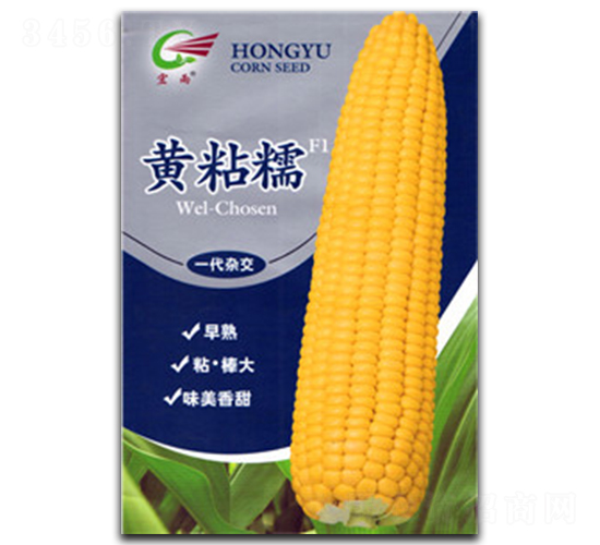 黃粘糯-糯玉米種子-宏雨