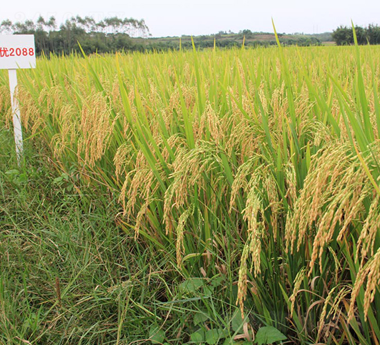 雙優(yōu)2088-水稻種子-天弘種業(yè)