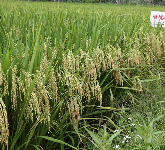 卓?jī)?yōu)4號(hào)-水稻種子-天弘種業(yè)