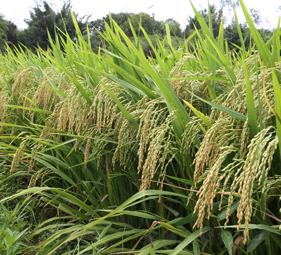 卓優(yōu)6號-水稻種子-天弘種業(yè)