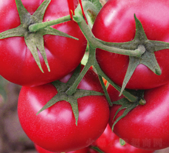 ����8̖F1-�۹����ѷN��-Ψ�r(n��ng)�N�I(y��)