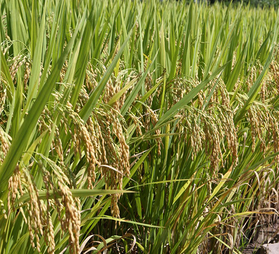 卓?jī)?yōu)華占-水稻種子-天弘種業(yè)