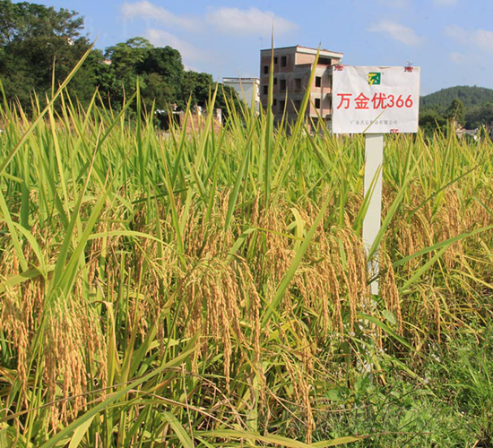 萬金優(yōu)366-水稻種子-天弘種業(yè)