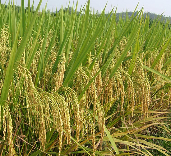 萬(wàn)金優(yōu)15-水稻種子-天弘種業(yè)