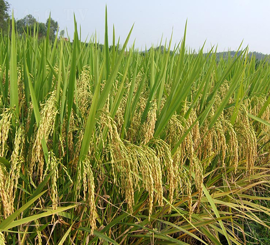 萬(wàn)金優(yōu)802-水稻種子-天弘種業(yè)