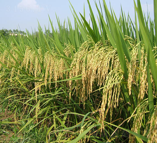 萬金優(yōu)322-水稻種子-天弘種業(yè)