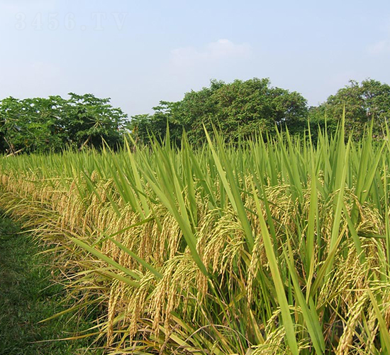 萬金優(yōu)2008-水稻種子-天弘種業(yè)