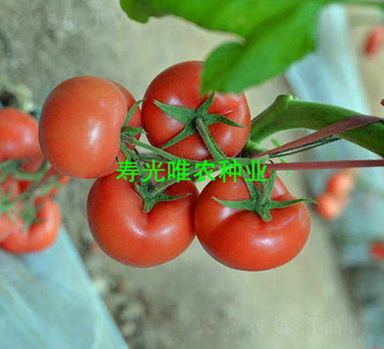 ����350F1-�۹����ѷN��-Ψ�r(n��ng)�N�I(y��)