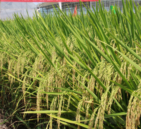 Y兩優(yōu)3089-水稻種子-天弘種業(yè)