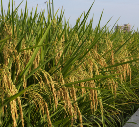 犇優(yōu)3089-水稻種子-天弘種業(yè)