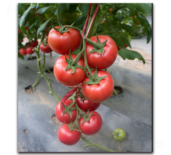 ����6̖F1-�۹����ѷN��-Ψ�r(n��ng)�N�I(y��)