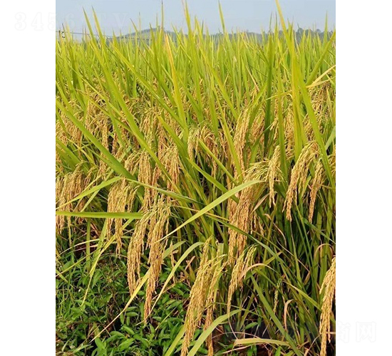 興兩優(yōu)3089-水稻種子-天弘種業(yè)