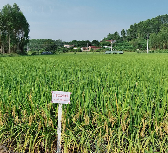 廣泰優(yōu)天弘絲苗-水稻種子-天弘種業(yè)
