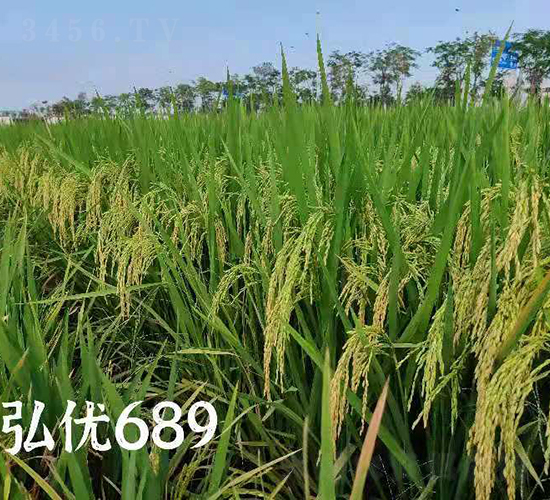弘優(yōu)689-水稻種子-天弘種業(yè)