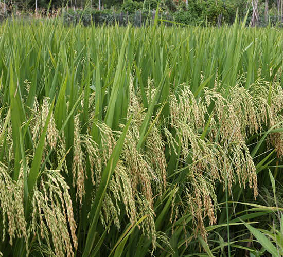 卓優(yōu)492-水稻種子-天弘種業(yè)