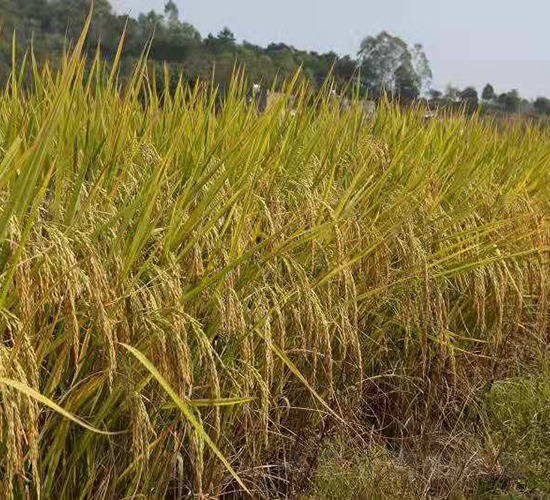 興兩優(yōu)278-水稻種子-天弘種業(yè)