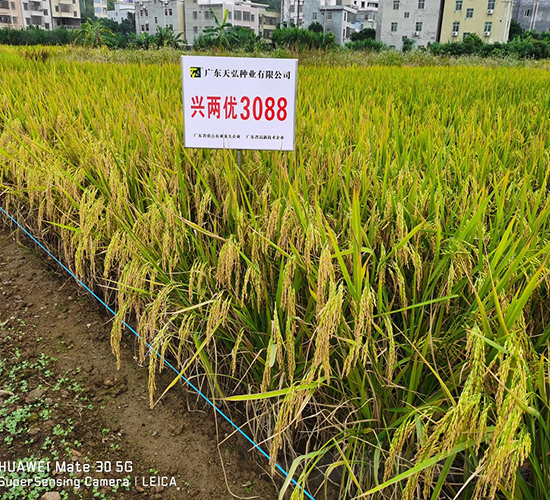 興兩優(yōu)3088-水稻種子-天弘種業(yè)
