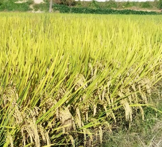 天弘優(yōu)福農(nóng)占-水稻種子-天弘種業(yè)