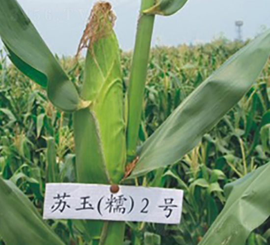蘇玉糯2號(hào)-糯玉米種子-中禾種業(yè)