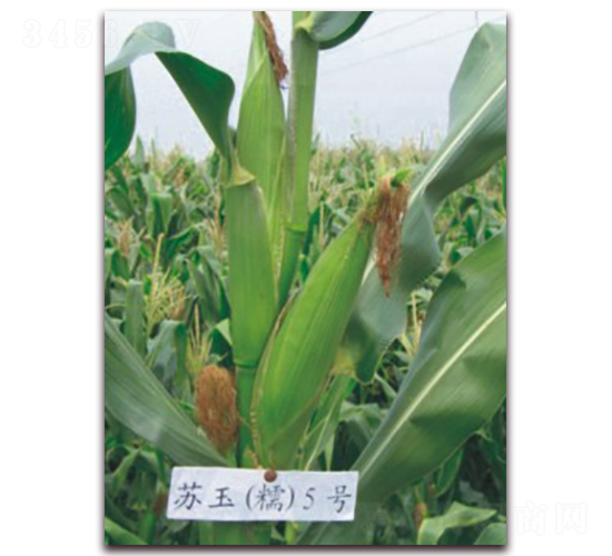 蘇玉糯5號-糯玉米種子-中禾種業(yè)