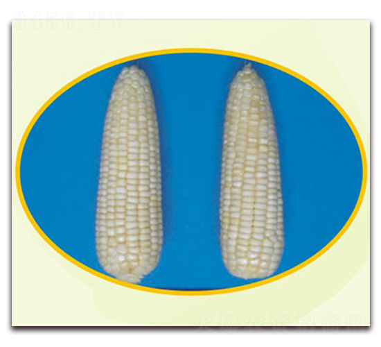 蘇玉糯13號-糯玉米種子-中禾種業(yè)