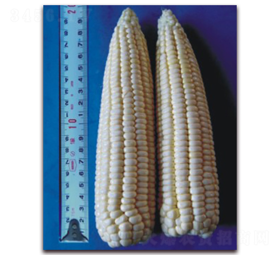 �K��Ŵ14̖(h��o)-Ŵ���׷N��-�к̷N�I(y��)