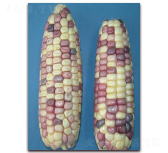 �K��Ŵ18̖(h��o)-Ŵ���׷N��-�к̷N�I(y��)