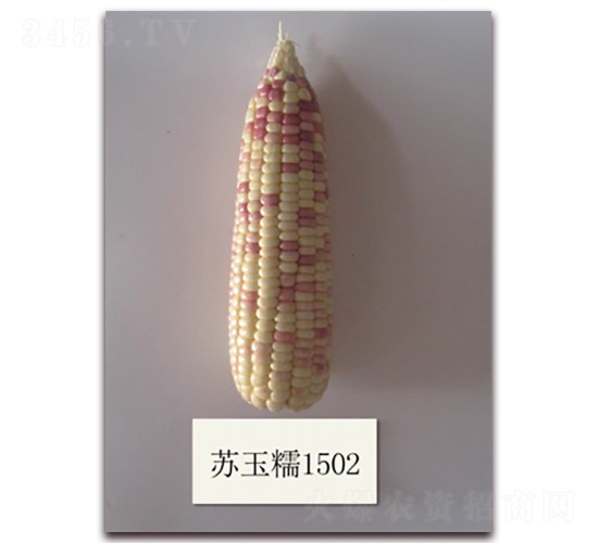 蘇玉糯1502號(hào)-糯玉米種子-中禾種業(yè)