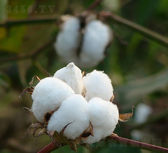 湘雜棉15號(hào)-棉花種子-中禾種業(yè)